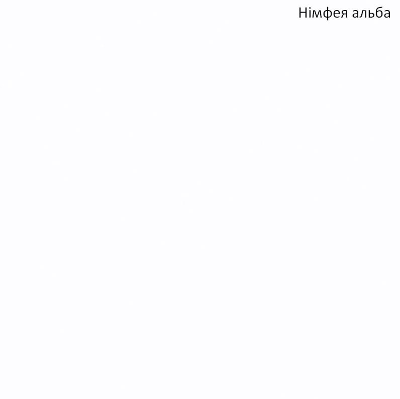 Німфея альба